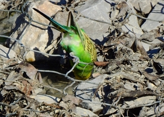 Melopsittacus undulatus domesticus