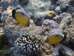 Chaetodon austriacus