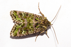 Ichneutica chlorodonta