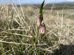 Fritillaria striata