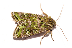 Ichneutica chlorodonta