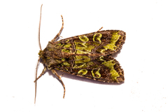 Ichneutica chlorodonta