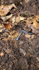 Plethodon mississippi
