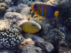 Chaetodon austriacus