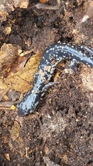 Plethodon mississippi