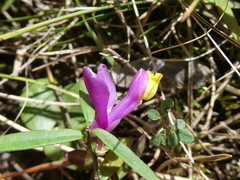 Polygaloides vayredae