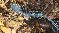 Plethodon mississippi