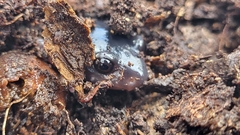 Plethodon mississippi