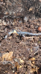 Plethodon mississippi