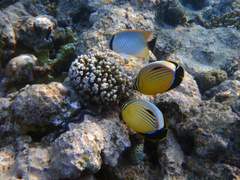 Chaetodon austriacus