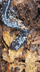Plethodon mississippi