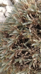 Astragalus tragacantha