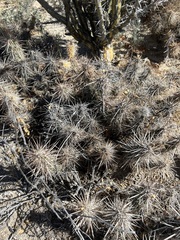 Grusonia kunzei