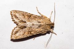 Ichneutica mollis