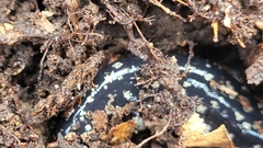 Plethodon mississippi