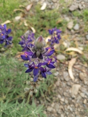 Lupinus