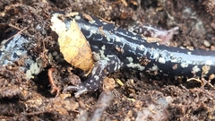 Plethodon mississippi