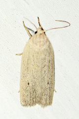 Gonioterma mistrella