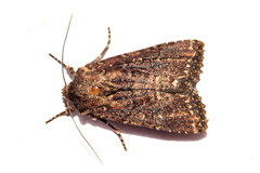 Ichneutica mustulenta
