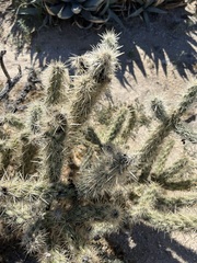 Cylindropuntia sanfelipensis