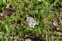 Allium haematochiton