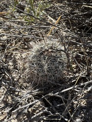 Mammillaria hutchisoniana