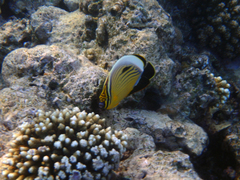 Chaetodon austriacus