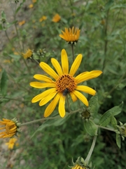 Asteraceae