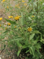Asteraceae