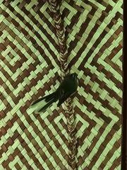 Rhipidura fuliginosa