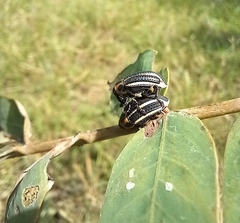 Neodiplogrammus quadrivittatus