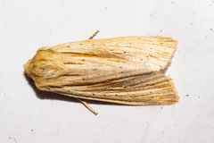 Ichneutica semivittata