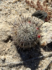 Mammillaria hutchisoniana