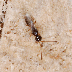 Conostigmus