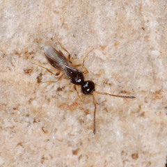 Conostigmus
