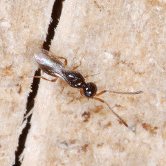 Conostigmus