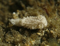 Aegires albopunctatus