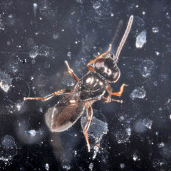Dendrocerus