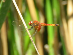 Erythrodiplax corallina