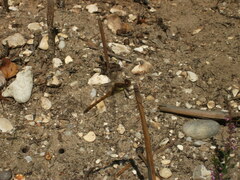 Sympetrum striolatum