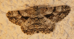 Peribatodes umbraria