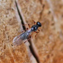 Leptacis