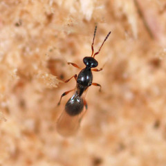 Leptacis