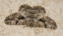 Peribatodes umbraria