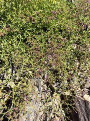 Fagonia pachyacantha