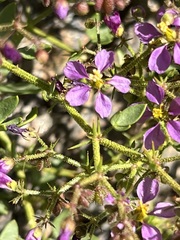 Fagonia pachyacantha