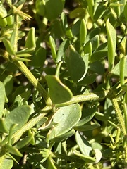 Fagonia pachyacantha
