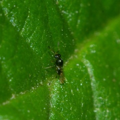 Platygastridae