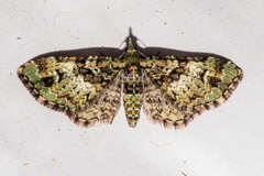 Pasiphila bilineolata