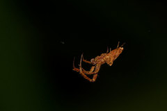 Uloborus trilineatus